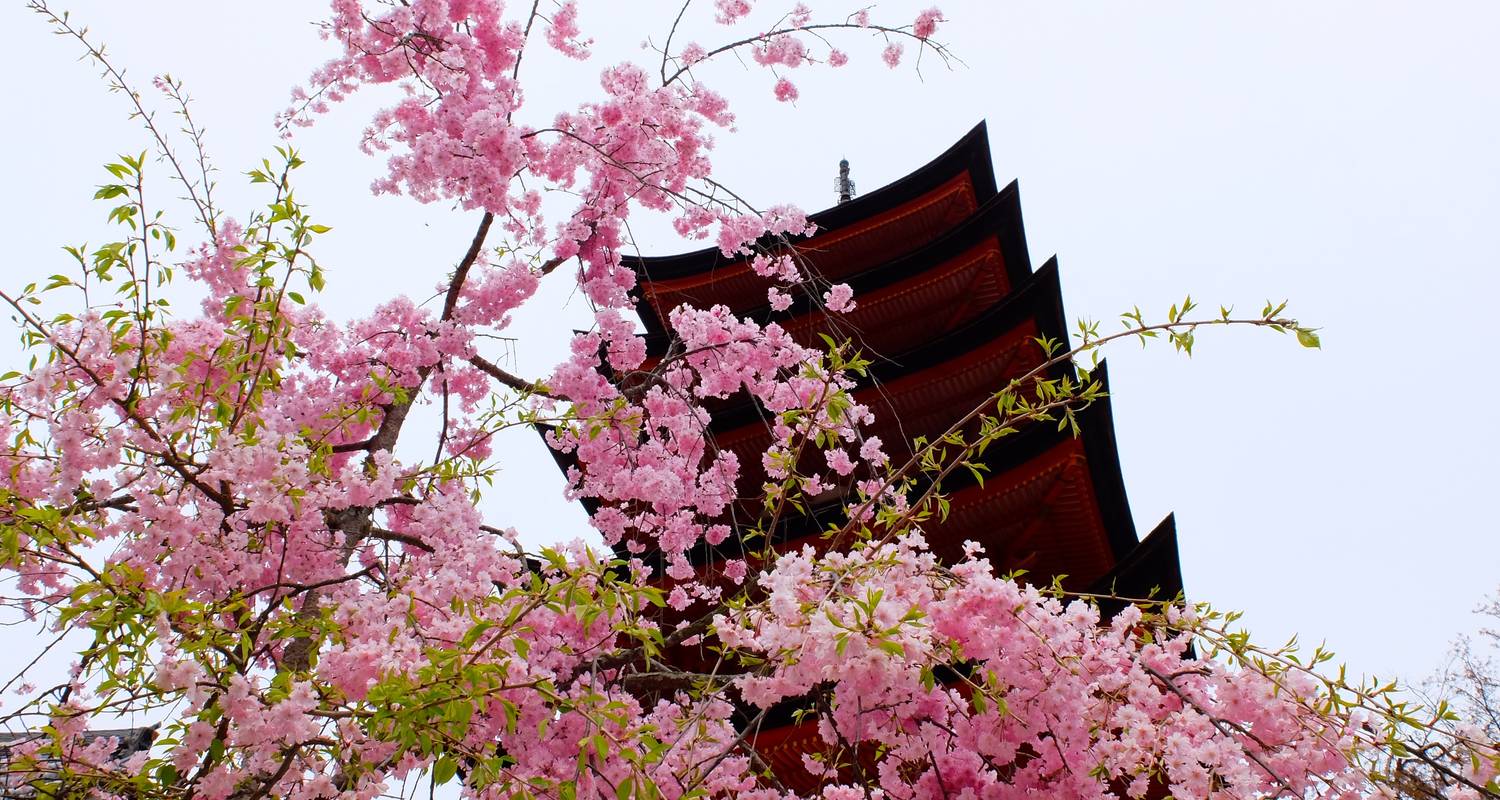 Japón y Corea “Cherry Blossom”