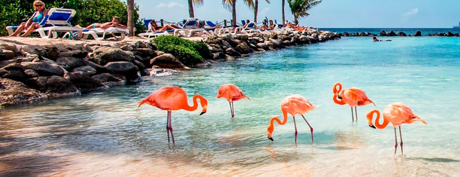 Aruba Paradisiaca
