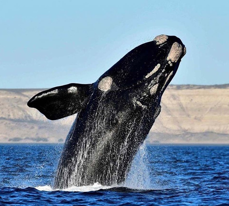 Ballenas en el Sur