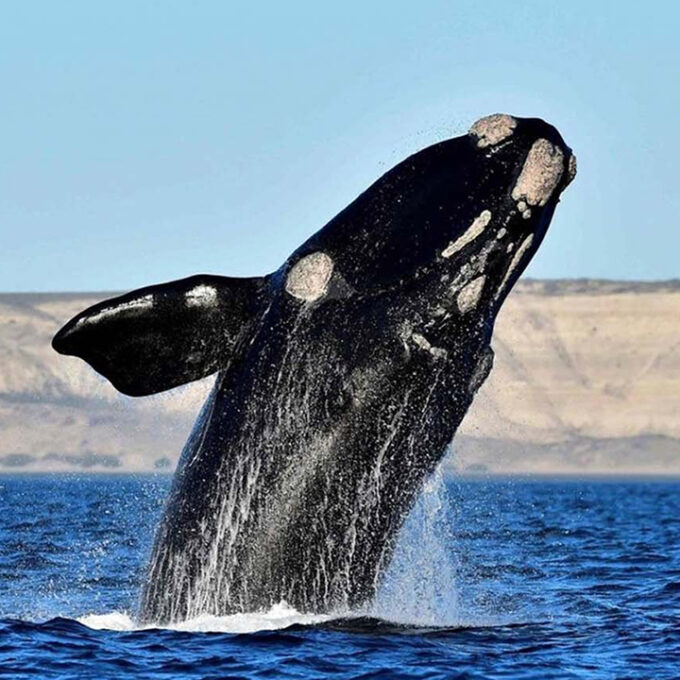 Ballenas en el Sur